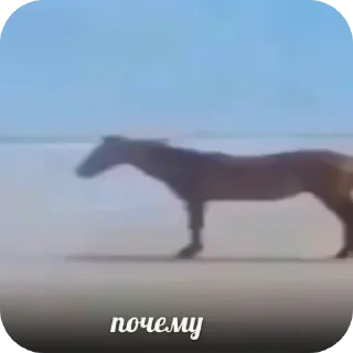 Sticker from Хуй бобра
