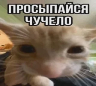 Sticker from Котики+мемы=милота 3