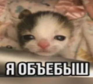 Sticker from Котики+мемы=милота 3