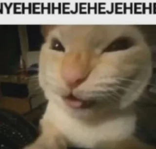 Sticker from Котики+мемы=милота 3