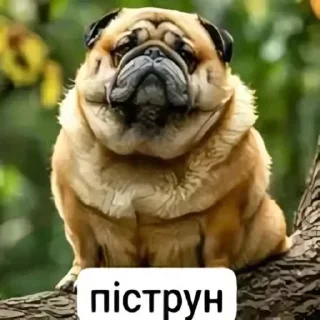 Sticker from Пiструны и пiпiдастры
