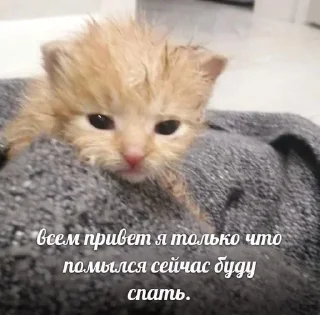 Sticker from что за блчлть