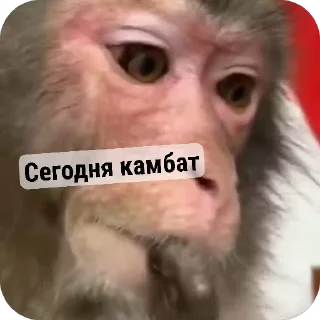 🙈 emoji Стикири Telegram sticker 9 of 31