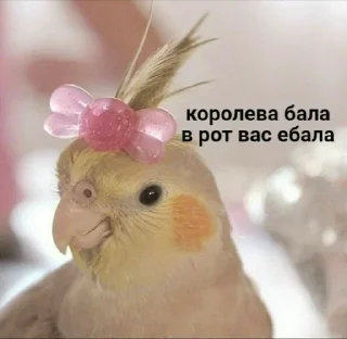 Sticker from Стики для любфи