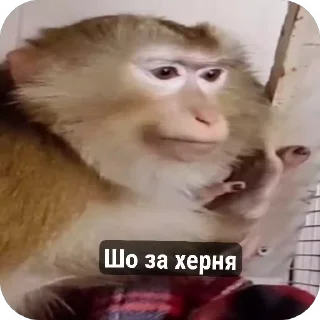 🌟 emoji Стикири Telegram sticker 13 of 31