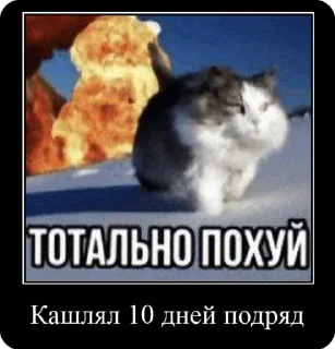 🌟 emoji Мемы демотиватора Telegram sticker 20 of 40