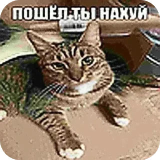 🐱 emoji @FULLSITION <- БОЛЬШЕ Telegram sticker 21 of 120