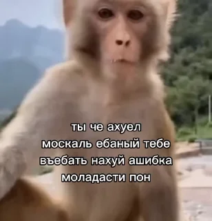 Sticker from абизяна пони 2