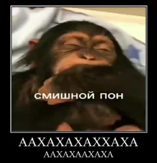 Sticker from абизяна пони 2