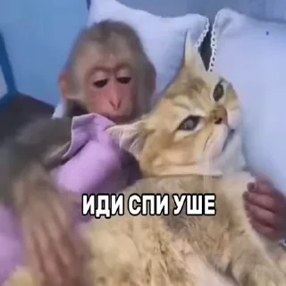 💋 emoji Дурдомия и Ко Telegram sticker 16 of 63