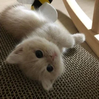 Sticker from Коти