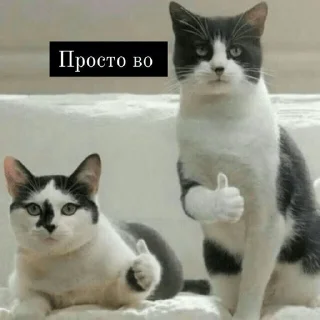Sticker from Memes от Дишки