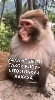🤡 emoji Стикеры: @sticktalkru Telegram sticker 22 of 50