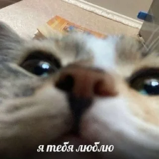 Sticker from кити
