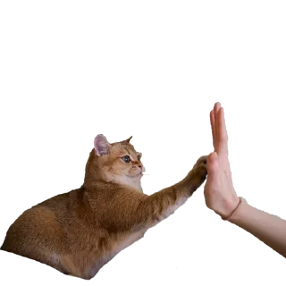 🙏 emoji Я лизал жопу 💞 @nudhope Telegram sticker 23 of 54