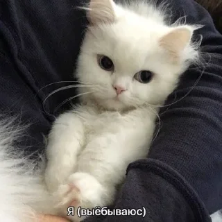 👑 emoji Я лизал жопу 💞 @nudhope Telegram sticker 9 of 54