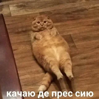 💪 emoji Я лизал жопу 💞 @nudhope Telegram sticker 16 of 54