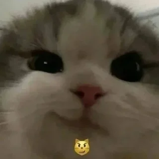 Sticker from милые котики💞😺::