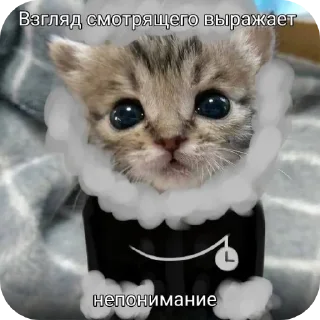🐱 emoji Никому не нужные стикеры(t.me/LookingPost) Telegram sticker 20 of 77