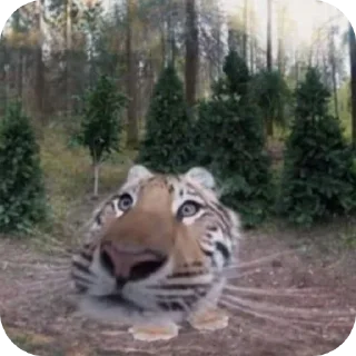 🐯 emoji Никому не нужные стикеры(t.me/LookingPost) Telegram sticker 4 of 77