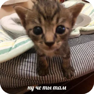 🐱 emoji Никому не нужные стикеры(t.me/LookingPost) Telegram sticker 13 of 77
