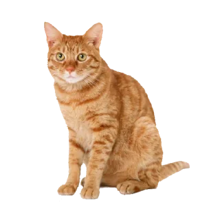 Sticker from Рыжий Кошак