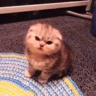 Sticker from Ты котик