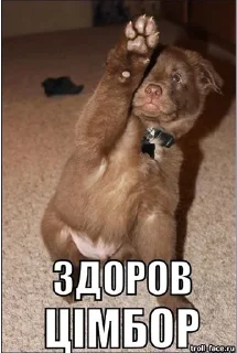 Sticker from закарпаття стікер пак