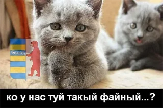 Sticker from закарпаття стікер пак