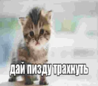 🥺 emoji Ислам1488эщкеристмедныйбычокпосхалкоиспанскийсапог ➡️ @Ctikerubo Telegram sticker 24 of 70