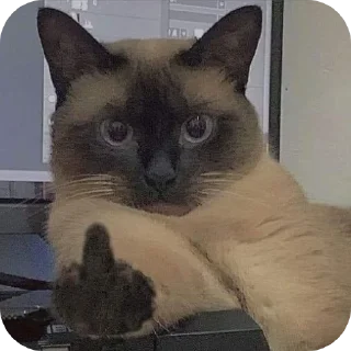 🐱 emoji С новым годом! Telegram sticker 22 of 55