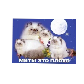 🐱 emoji С новым годом! Telegram sticker 15 of 55