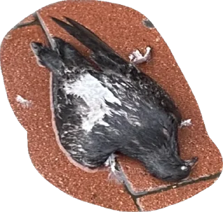 Sticker from какашка