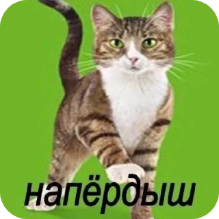 🐱 emoji С новым годом! Telegram sticker 16 of 55