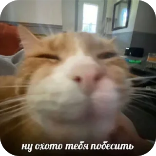 🐱 emoji С новым годом! Telegram sticker 12 of 55