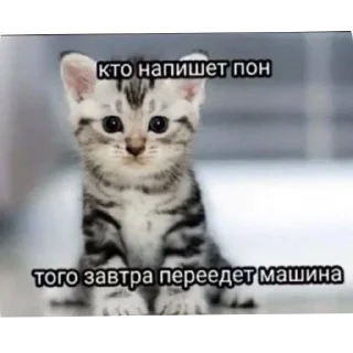 🐱 emoji С новым годом! Telegram sticker 14 of 55