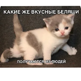 🐱 emoji С новым годом! Telegram sticker 24 of 55
