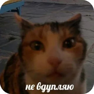 🐱 emoji С новым годом! Telegram sticker 11 of 55