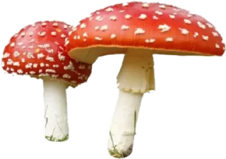 🍄 emoji 🌳Fairy house🥕 Telegram sticker 1 of 119