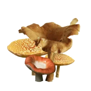 🍄 emoji 🌳Fairy house🥕 Telegram sticker 15 of 119