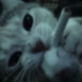 Sticker from Котики на все случаи жизни