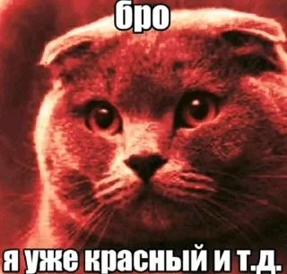🌟 emoji Бро ты Telegram sticker 8 of 56