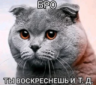 🌟 emoji Бро ты Telegram sticker 11 of 56