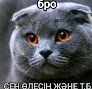 🌟 emoji Бро ты Telegram sticker 18 of 56