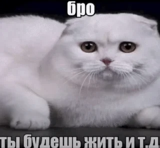 🌟 emoji Бро ты Telegram sticker 15 of 56