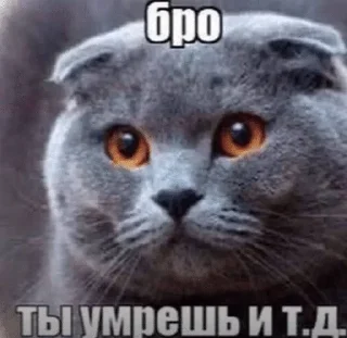 🌟 emoji Бро ты Telegram sticker 1 of 56