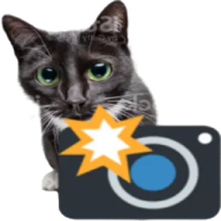📸 emoji Kitty Telegram sticker 23 of 25