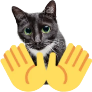 🤚 emoji Kitty Telegram sticker 5 of 25