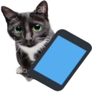 📱 emoji Kitty Telegram sticker 18 of 25