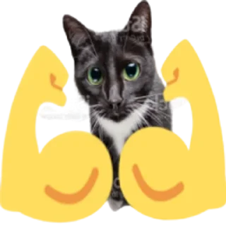 💪 emoji Kitty Telegram sticker 11 of 25